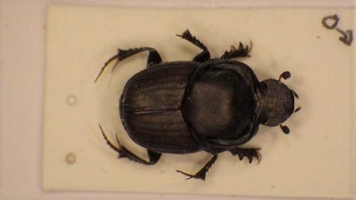 Onthophagus illyricus